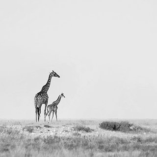 Etosha - Goas - Giraffe with juvenile